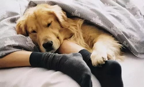 宠物狗走丢半年了怎么办