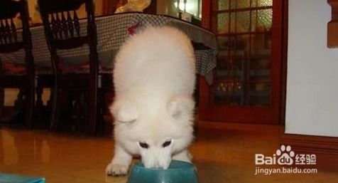 宠物狗不喂狗粮会怎么样