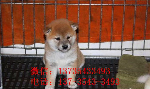 小宠物狗柴犬怎么养的