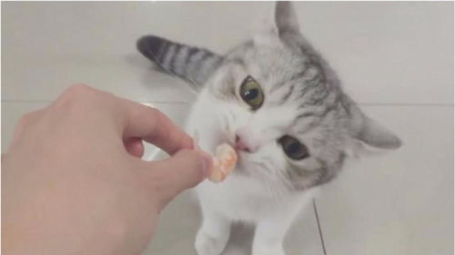 怎么喂宠物猫吃虾子