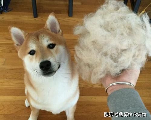 宠物狗的毛发是怎么样的