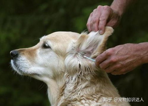宠物狗的耳朵臭怎么办