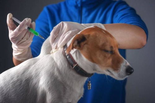 狗的狂犬病疫苗多少钱
