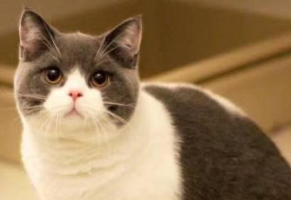 宠物店怎么挑选宠物猫