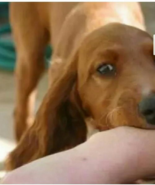 宠物狗得了狂犬病怎么办