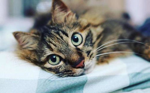 宠物猫怎么自己剃毛呢