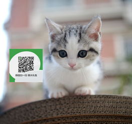 有宠物猫怎么卖钱呢
