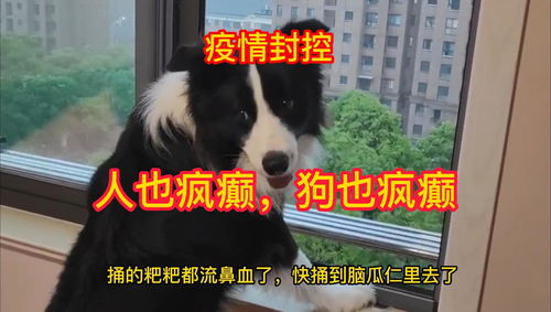 疫情封控宠物狗怎么办