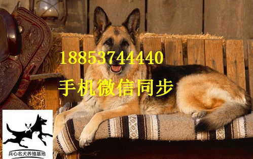 科基狗多少钱一只