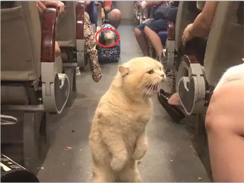 带宠物猫乘坐火车怎么办