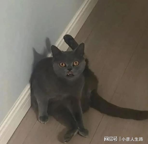 怎么寄宠物猫吗