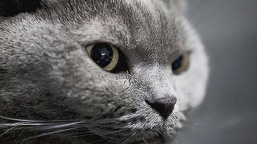 宠物猫逮住老鼠会怎么样