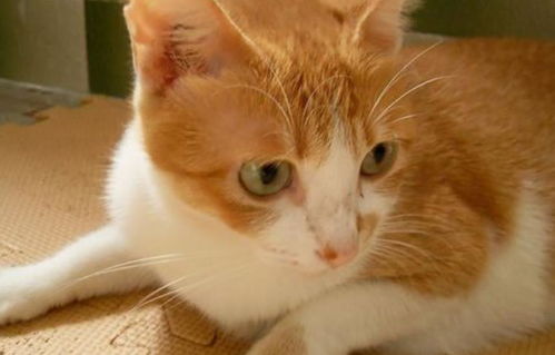 怎么送别宠物猫的人呢