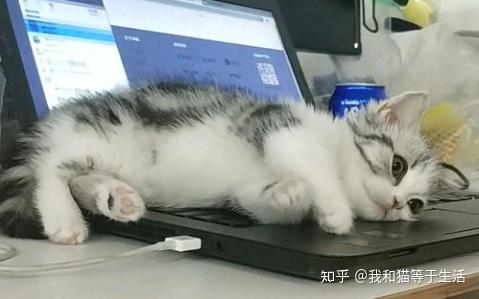 宠物猫早上喜欢叫怎么办