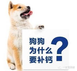狗狗每天需要多少钙