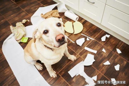 宠物狗弃养后会怎么样吗