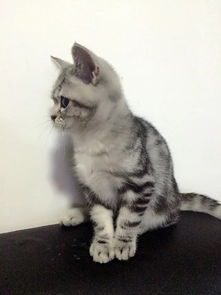 美国宠物猫怎么养殖方法