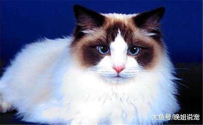 宠物猫品种怎么选
