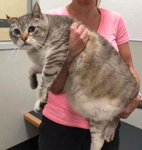 宠物猫的样子怎么描写