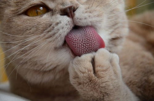 觉得宠物猫吓人怎么办呢