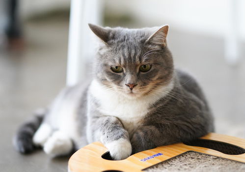 宠物猫应该怎么喂
