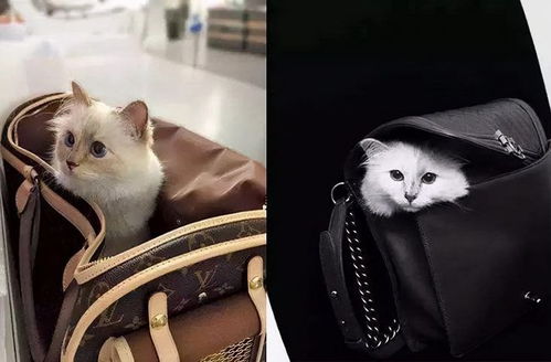 宠物猫花钱怎么样