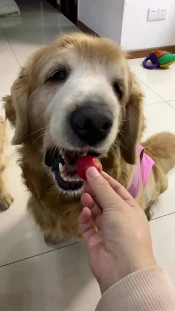 宠物狗小番茄怎么吃的啊