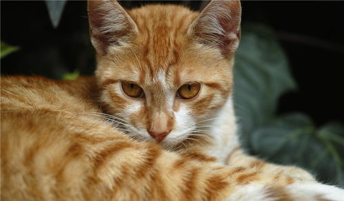 宠物猫怎么卖的快