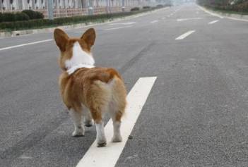 宠物狗遇上交警会怎么样