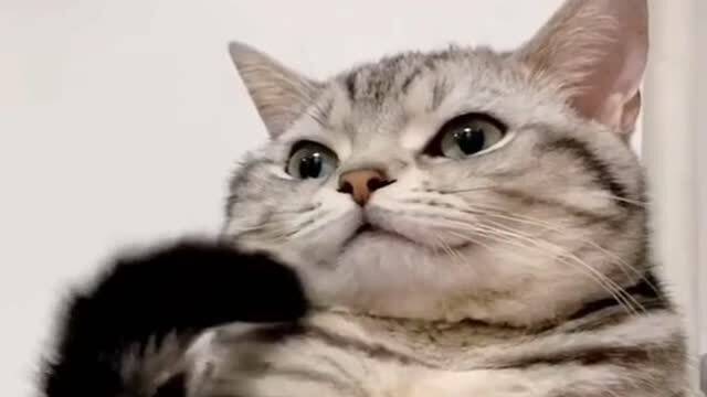 小猫不是宠物猫怎么养活