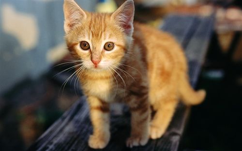 宠物猫怎么发抖