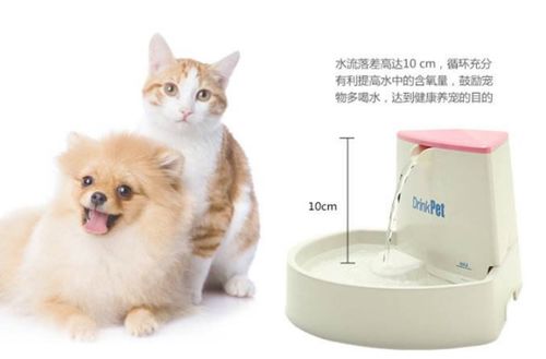 宠物狗怎么喂葡萄糖水喝