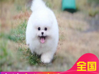 大博美宠物狗怎么养活的
