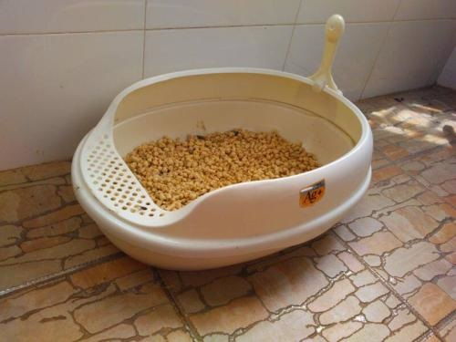 宠物猫耳朵怎么洗好