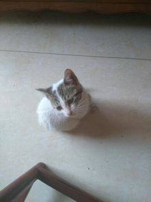 小猫打针大概花多少钱