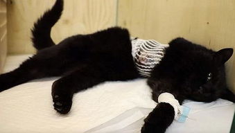 宠猫和宠物狗打架怎么办