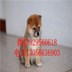杭州柴犬价格多少