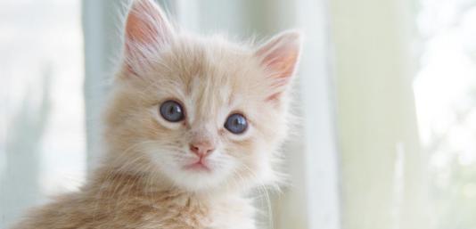 主人宠物猫名字怎么取