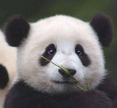 宠物猫怎么选羊奶好喝
