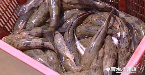 宠物猫利润怎么样