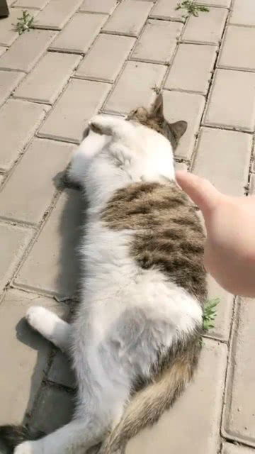 宠物猫怎么能带回去呢