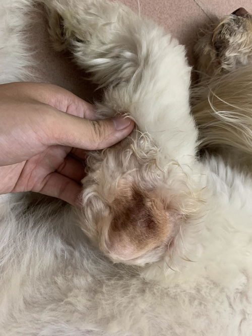 宠物狗毛发红了怎么办啊
