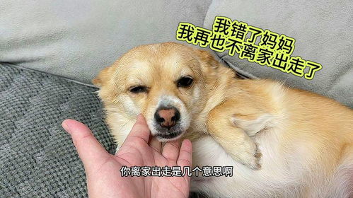 离家出走宠物狗怎么办理