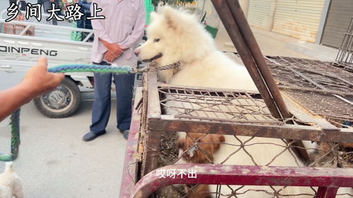 宠物狗老咬手怎么回事儿
