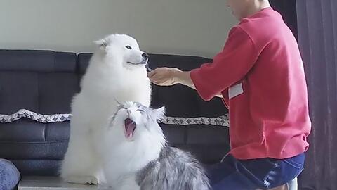 宠物狗很听话怎么办呀