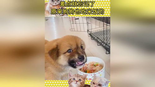 宠物狗吃了米饭会怎么样