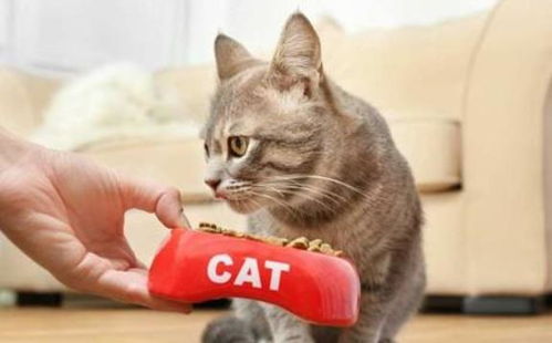 给宠物猫做食物怎么做的