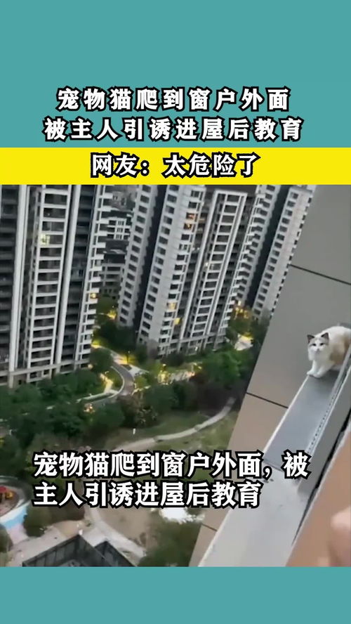 宠物猫窗户外爬怎么办啊
