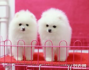 直播宠物狗产品怎么做的