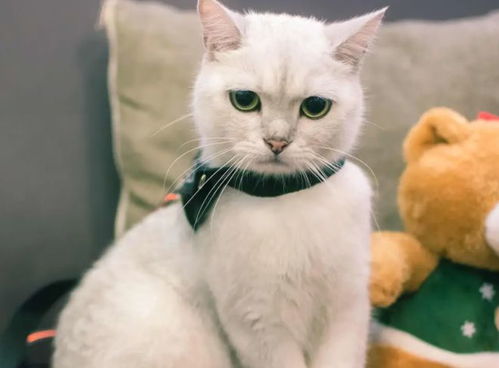带宠物猫出去走要怎么做